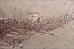 صورة Leptoporus mollis (Pers.) Quél. 1886