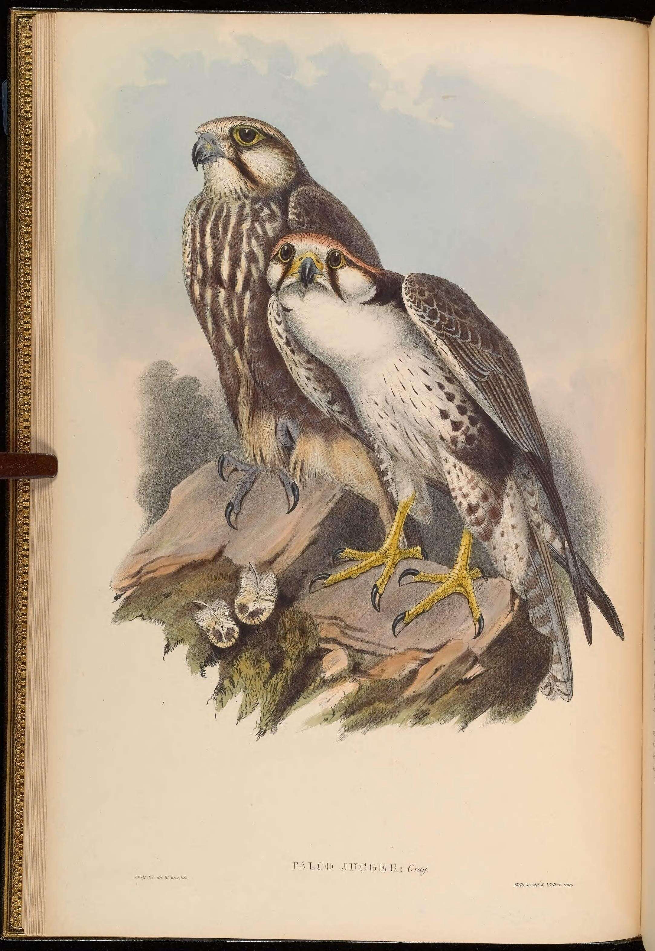 Image of Laggar Falcon