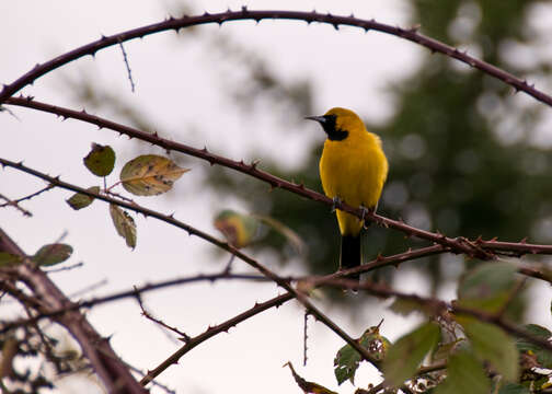 Imagem de Icterus cucullatus Swainson 1827