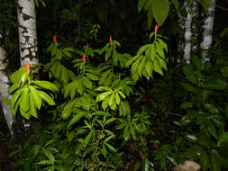 Image of spiral ginger