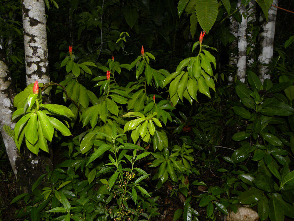 Image of spiral ginger