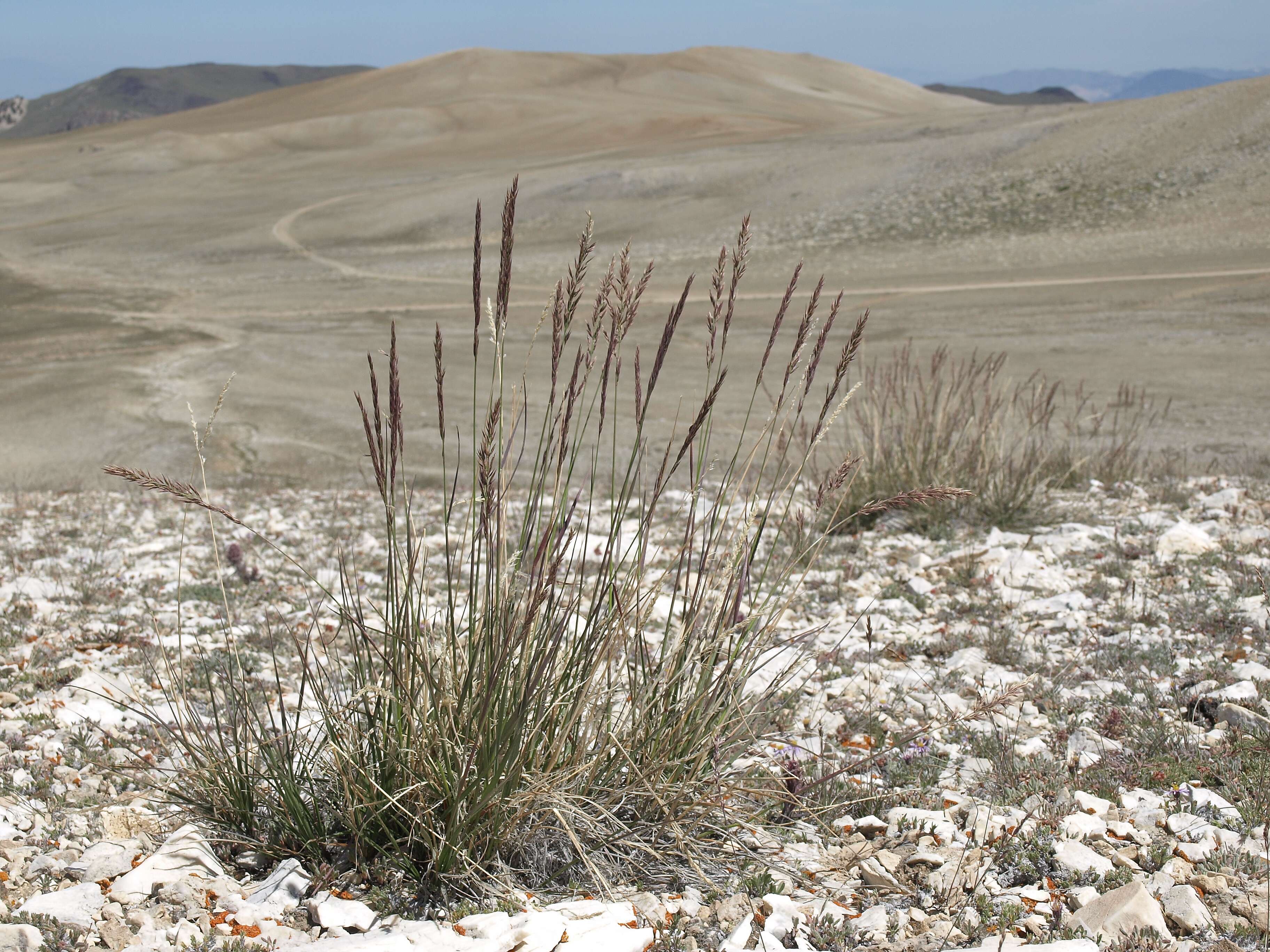 Sivun Calamagrostis purpurascens R. Br. kuva