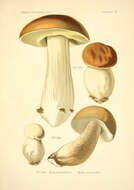 Image of Boletus