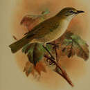 Image of Christmas Island White-eye