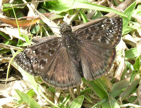 Image of Juvenal's Duskywing