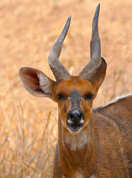 Image of Bushbuck