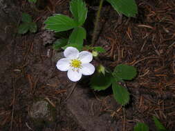 Image de Fragaria virginiana subsp. glauca (S. Wats.) Staudt