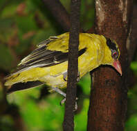 Image of Black-naped Oriole