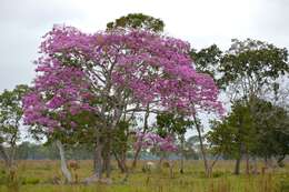 صورة Handroanthus heptaphyllus (Mart.) Mattos