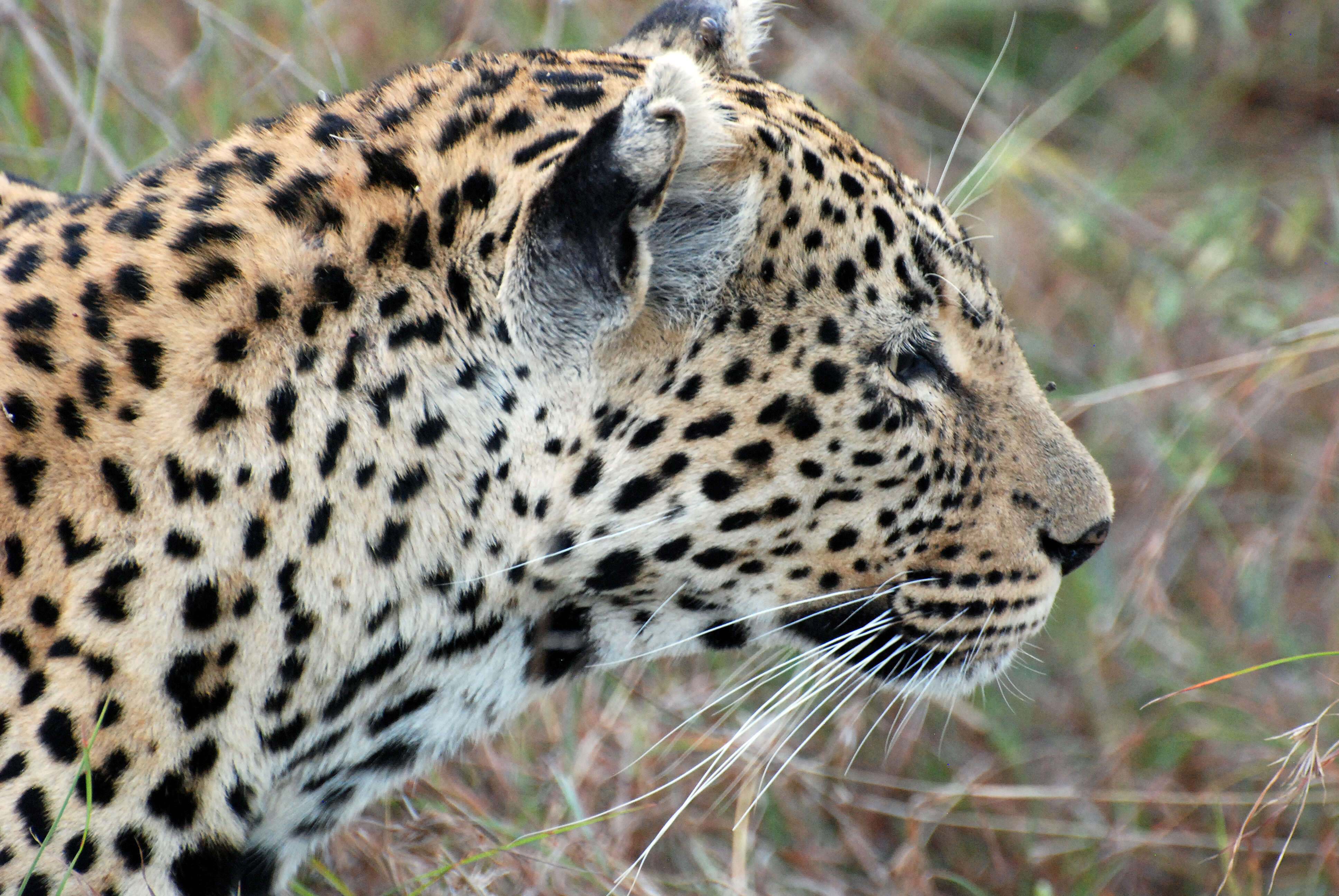 Image of Leopard