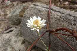 Слика од Leucochrysum