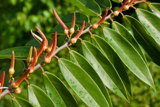 Image of Xylopia aromatica (Lam.) Mart.