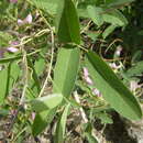 Sivun Desmodium procumbens (Mill.) Hitchc. kuva