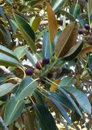 Image of Moreton Bay fig