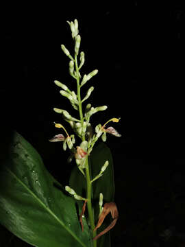 Image of Alpinia