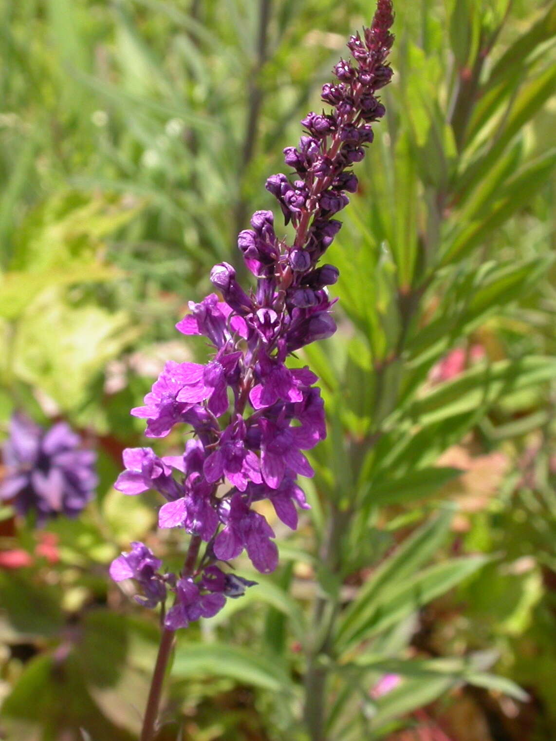 Image of Purple Toadflax