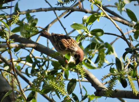 Image of Eurasian Tree Sparrow