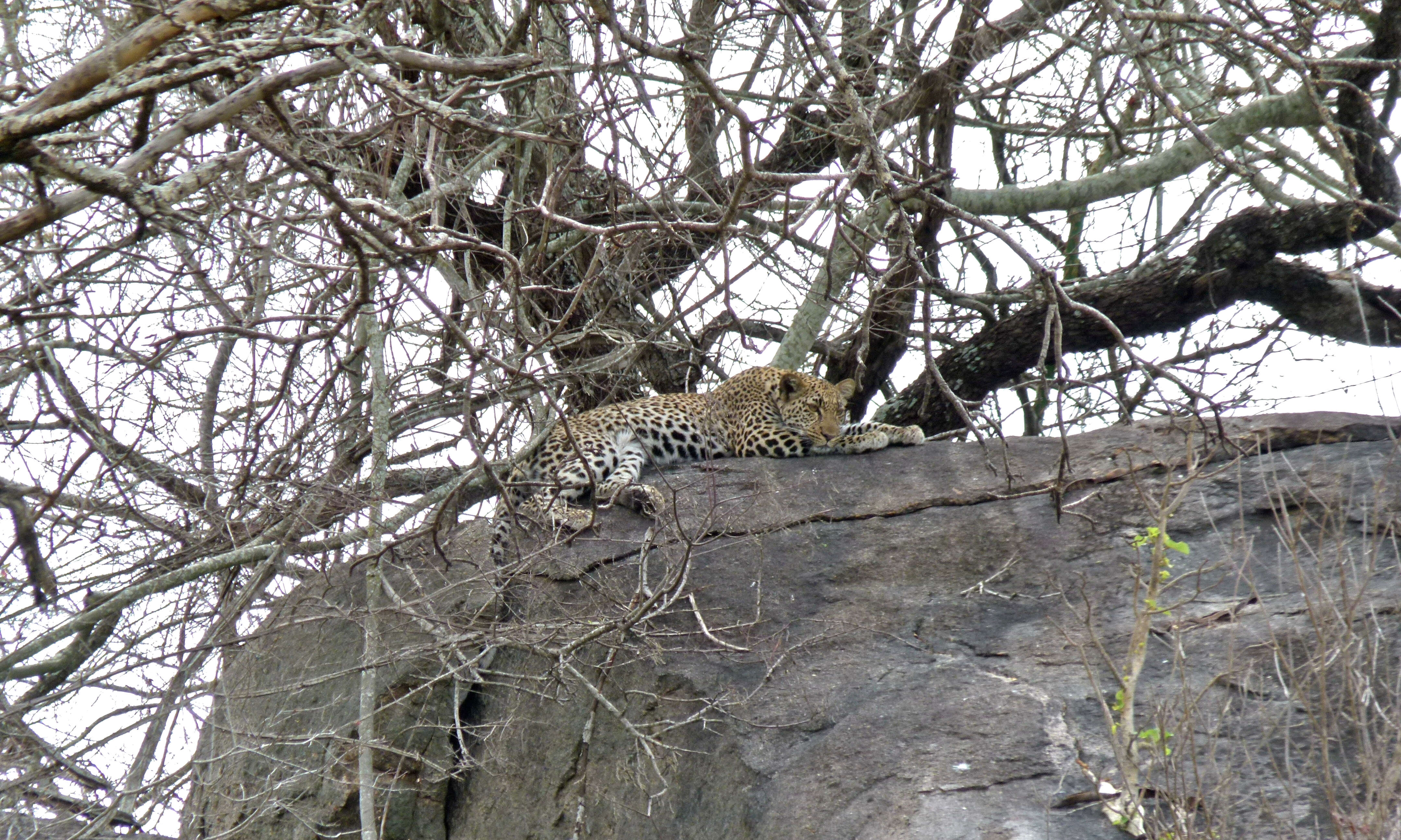 Image of Leopard