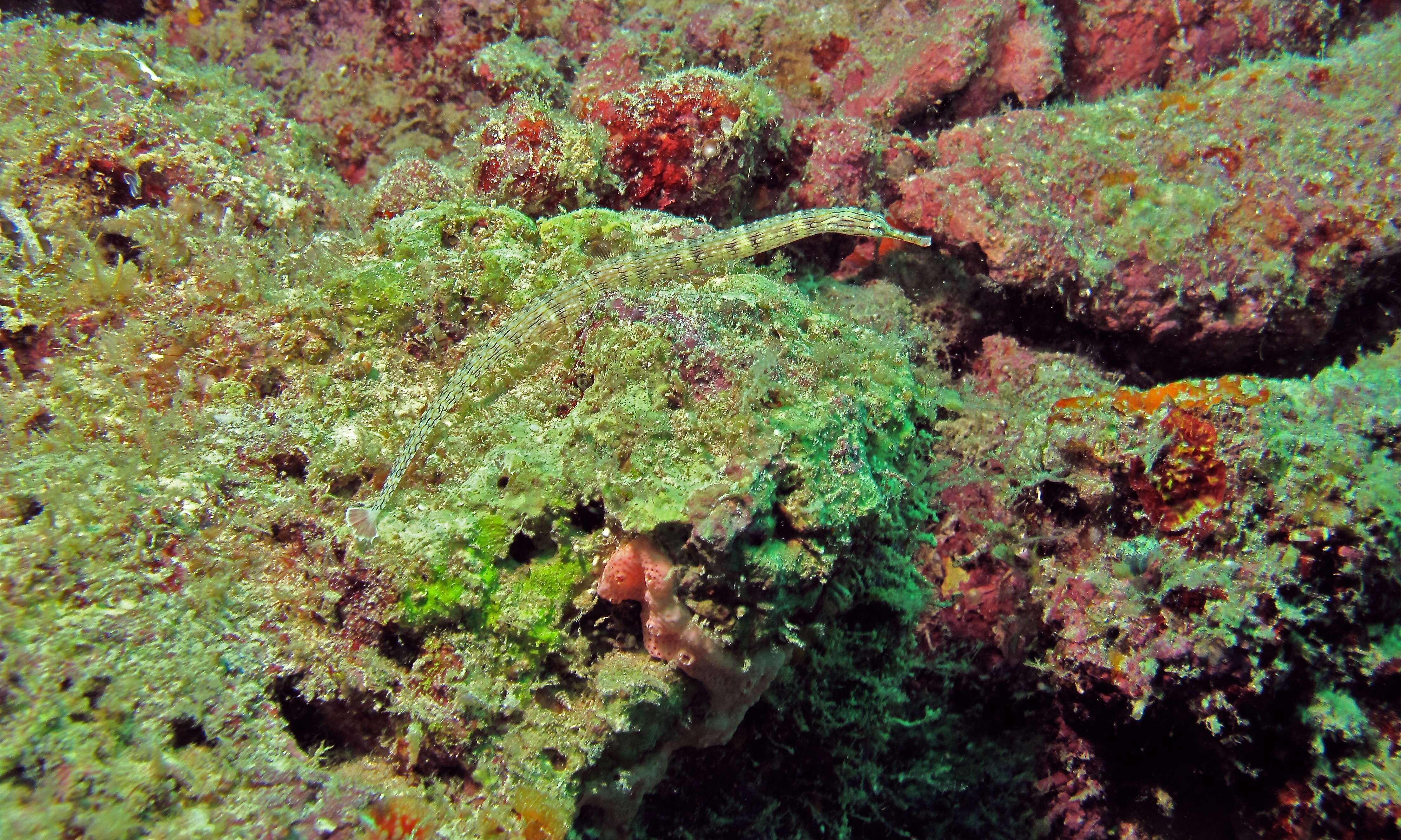 Image of Bloodspot pipefish