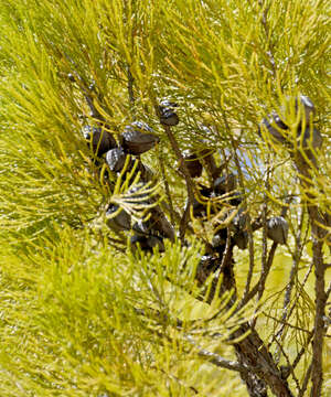 Image of cypress-pine