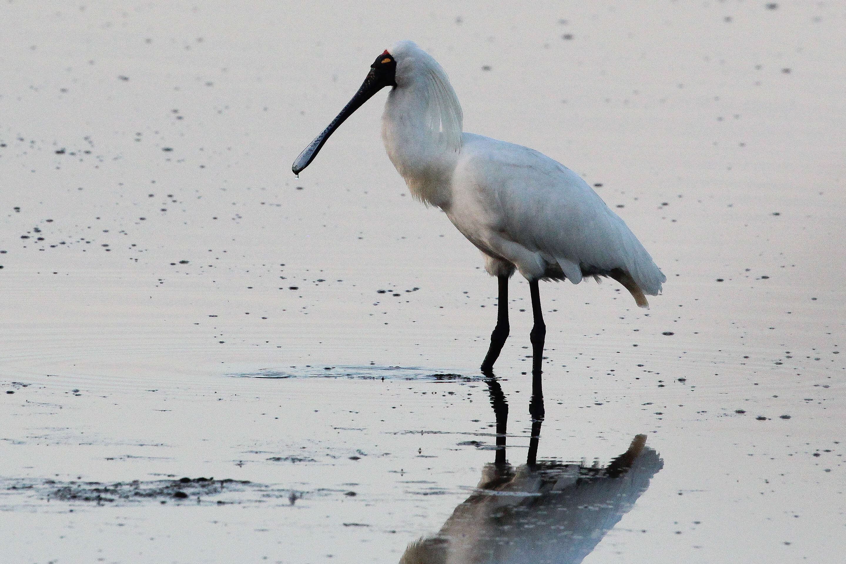 Image of Platalea Linnaeus 1758