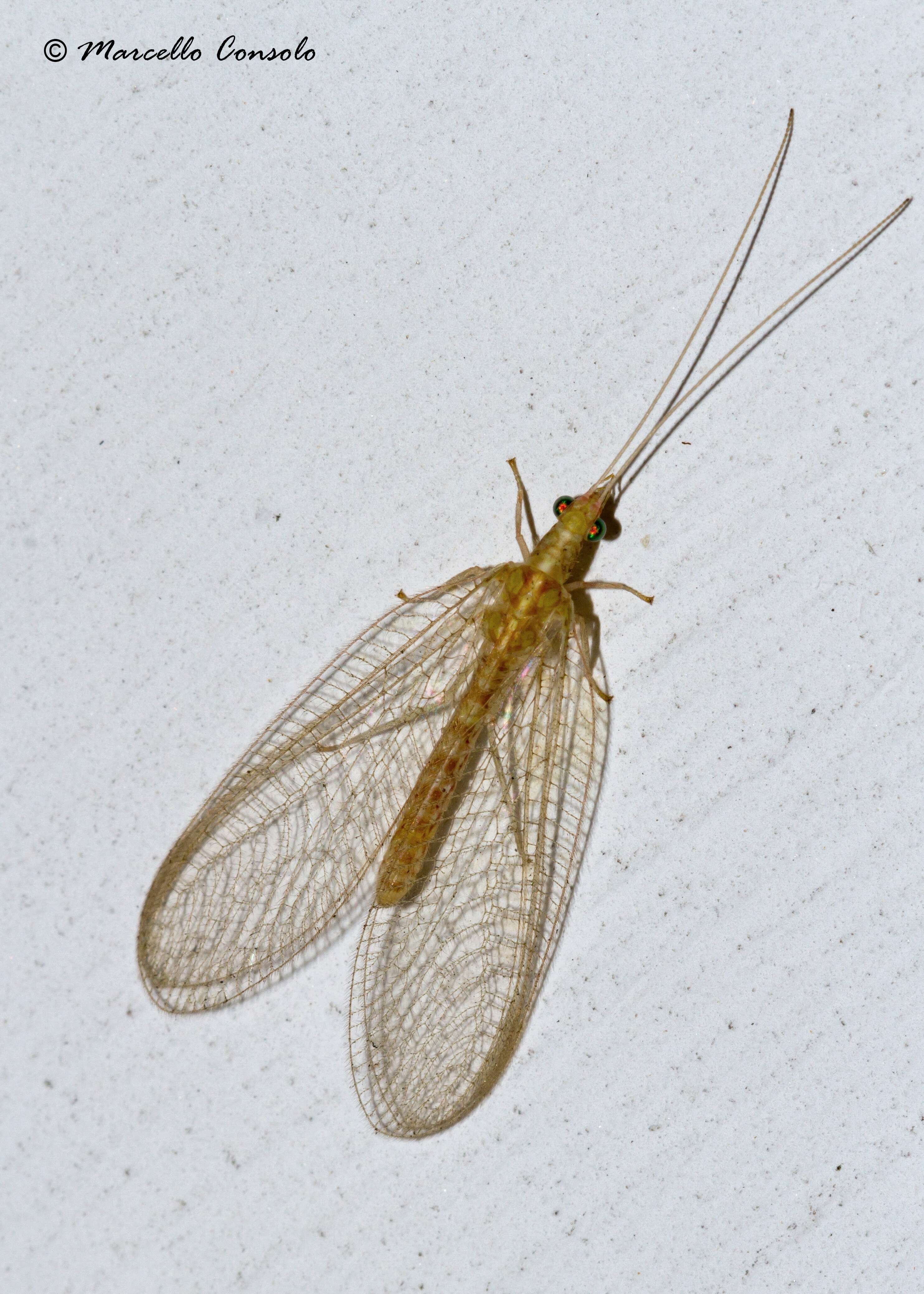 Chrysoperla carnea - Wikipedia