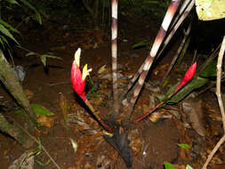 Image of Costus stenophyllus Standl. & L. O. Williams