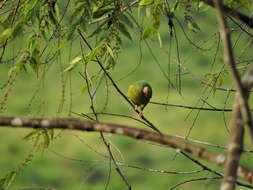 Image of Orange-chinned Parakeet