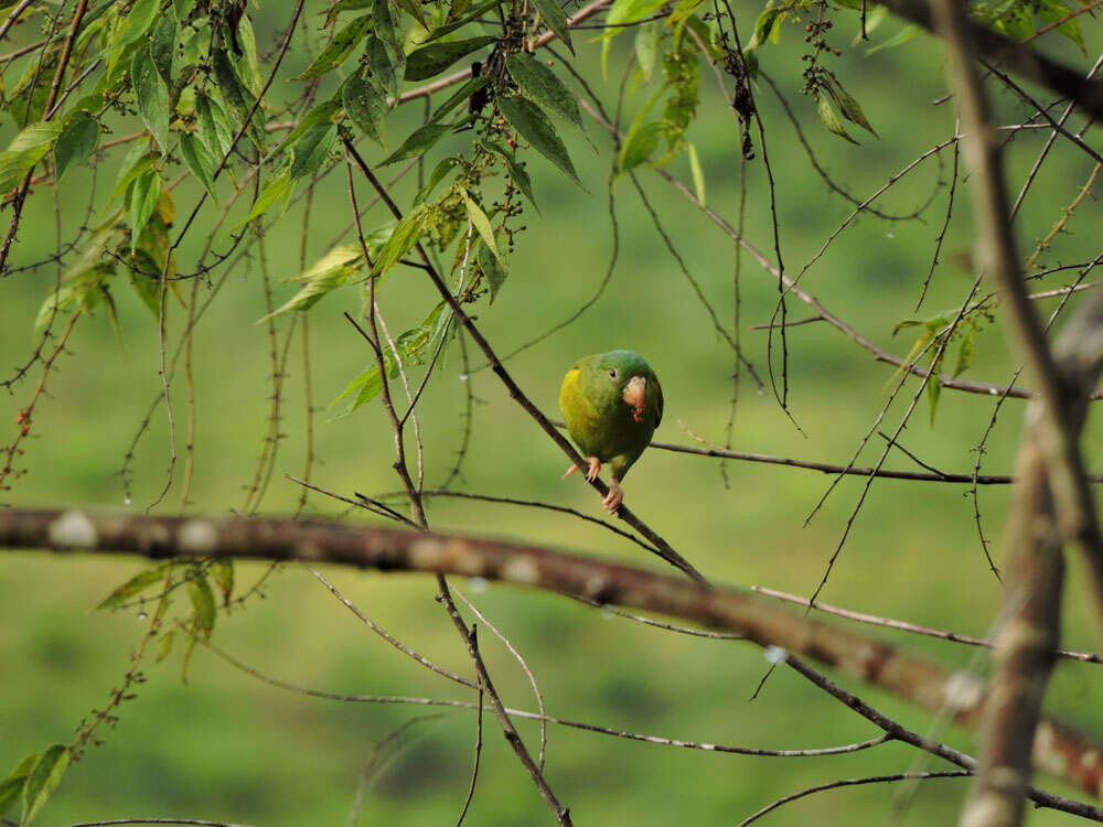 Image of Orange-chinned Parakeet