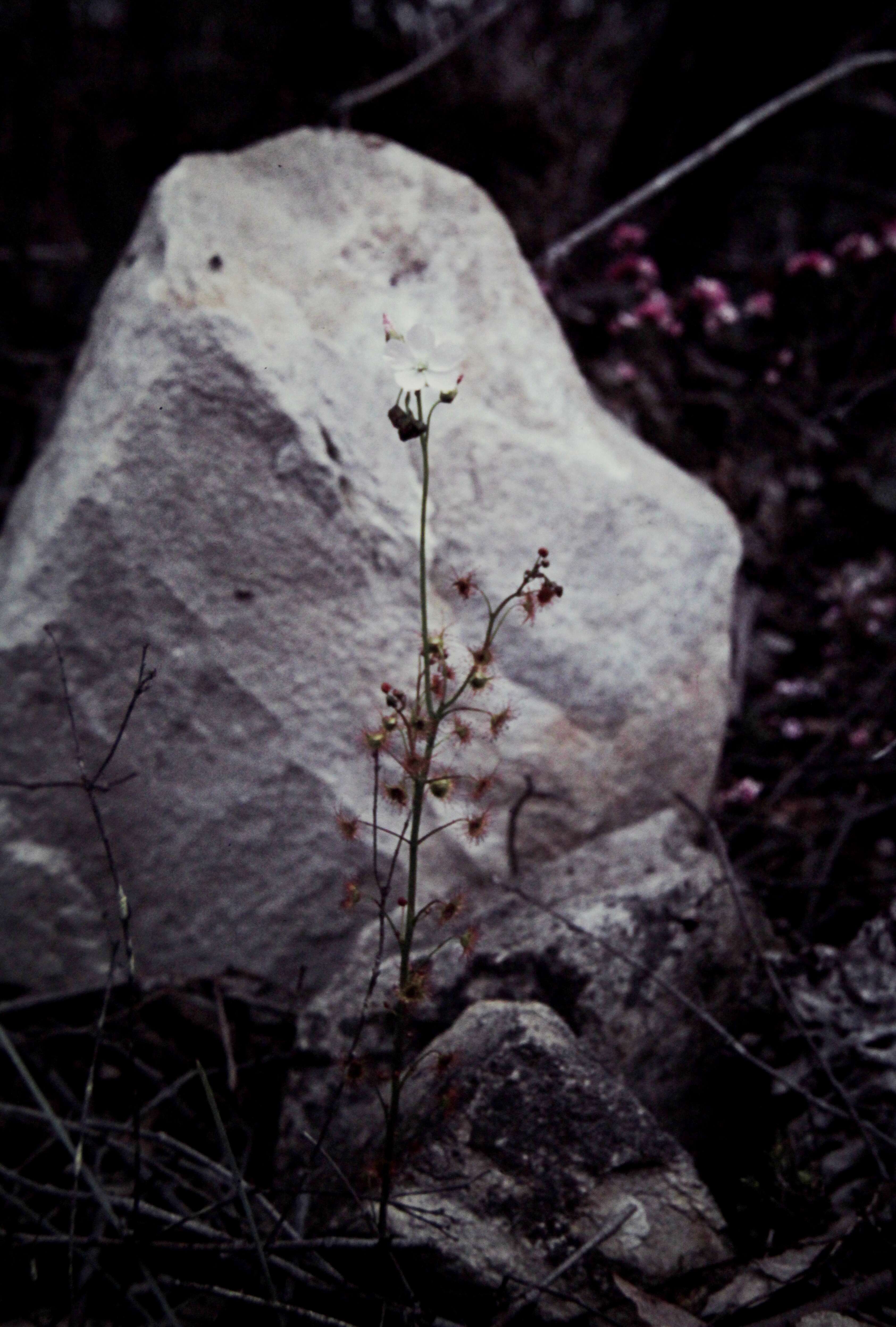 Image of Drosera peltata Thunb.