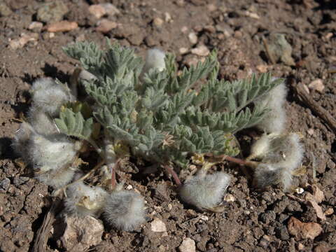 Image of woollypod milkvetch