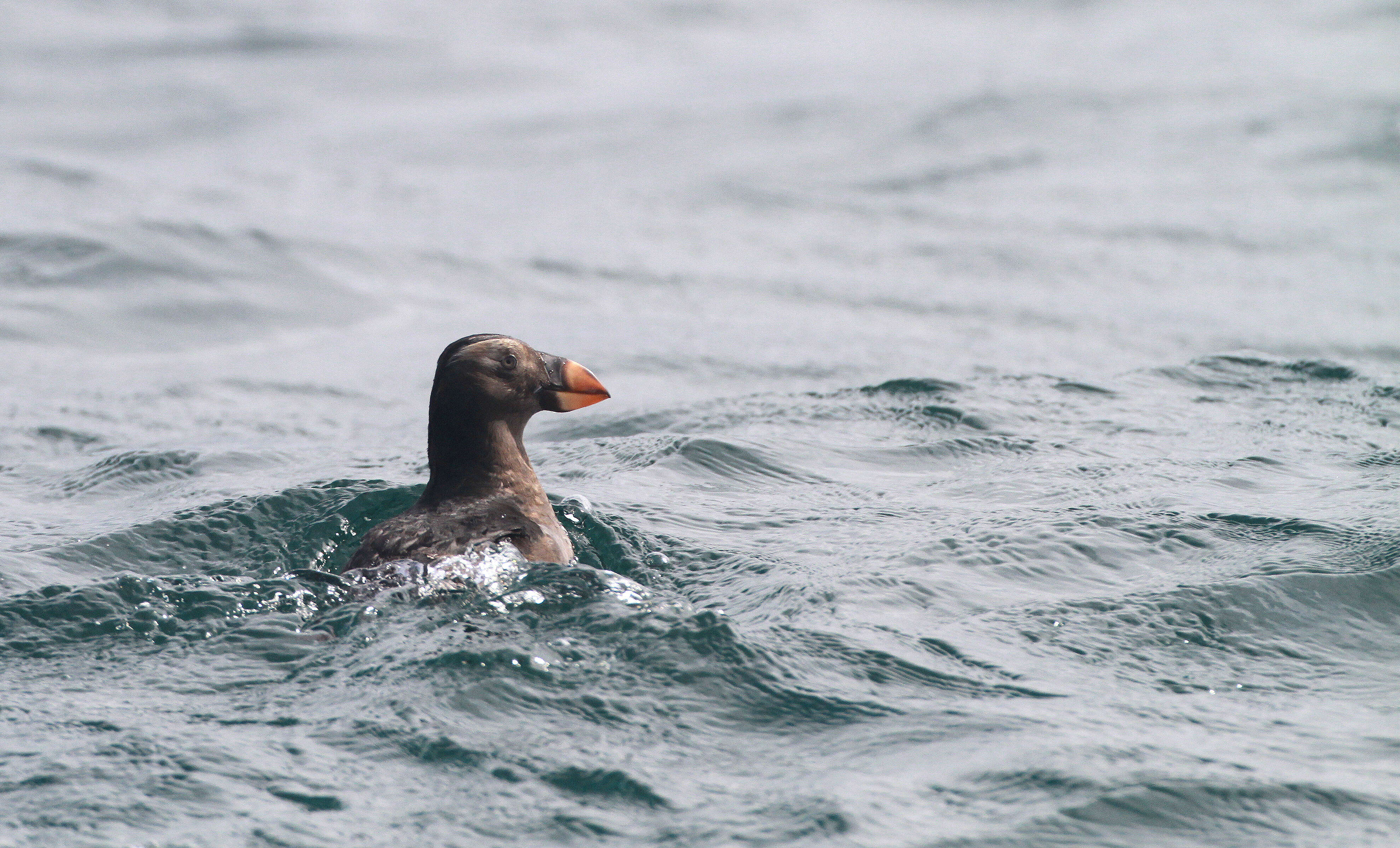 Image of Tufted Puffin