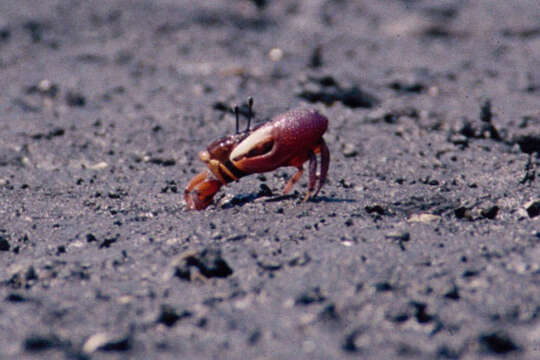 Image of American red fiddler