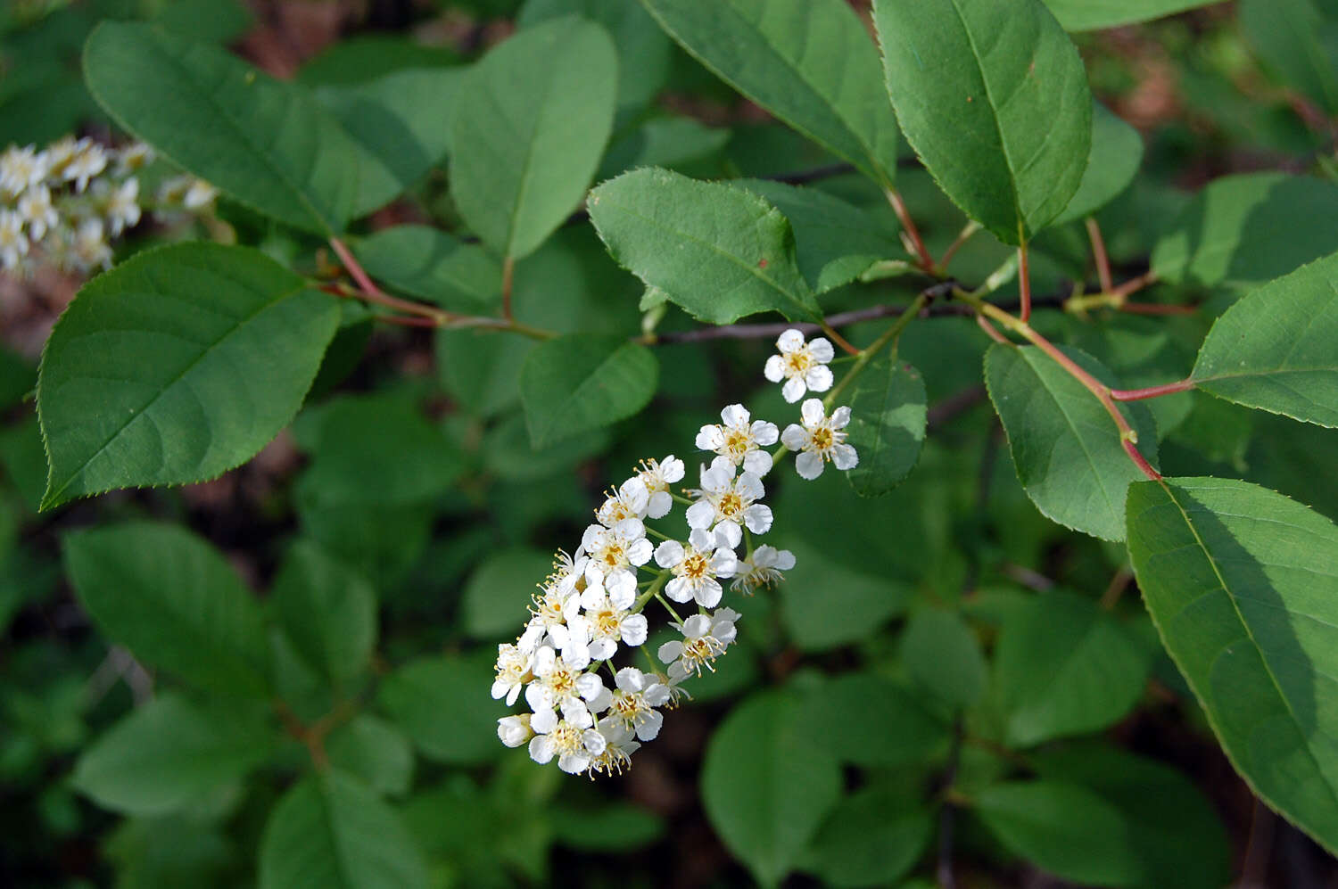 Image of plum