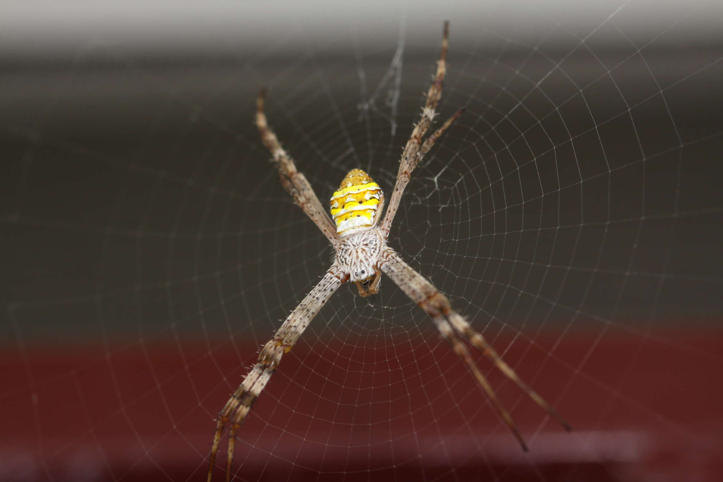 Imagem de Argiope