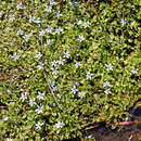 Image de Isotoma fluviatilis subsp. borealis McComb