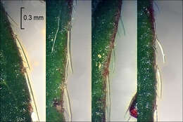 صورة Potentilla pusilla Host