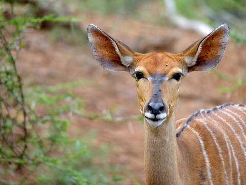 Image of Spiral-horned Antelope