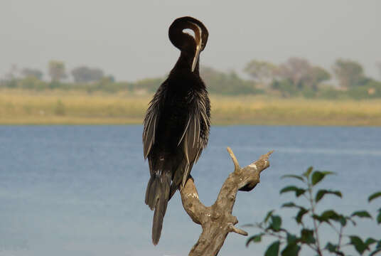 Image de Anhinga rufa rufa (Daudin 1802)