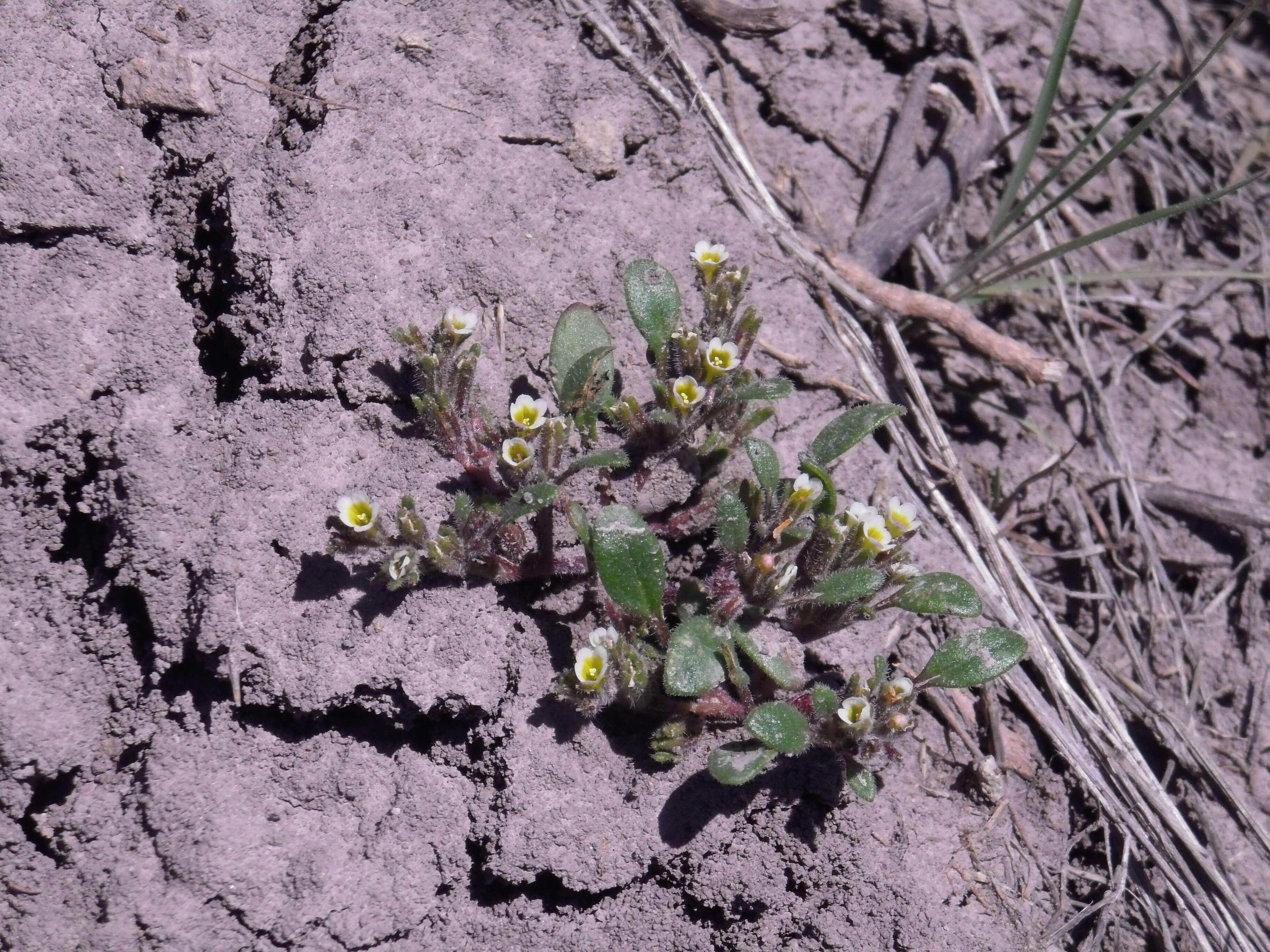 Phacelia scopulina (A. Nels.) Howell的圖片