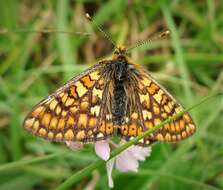 Image of Euphydryas aurinia