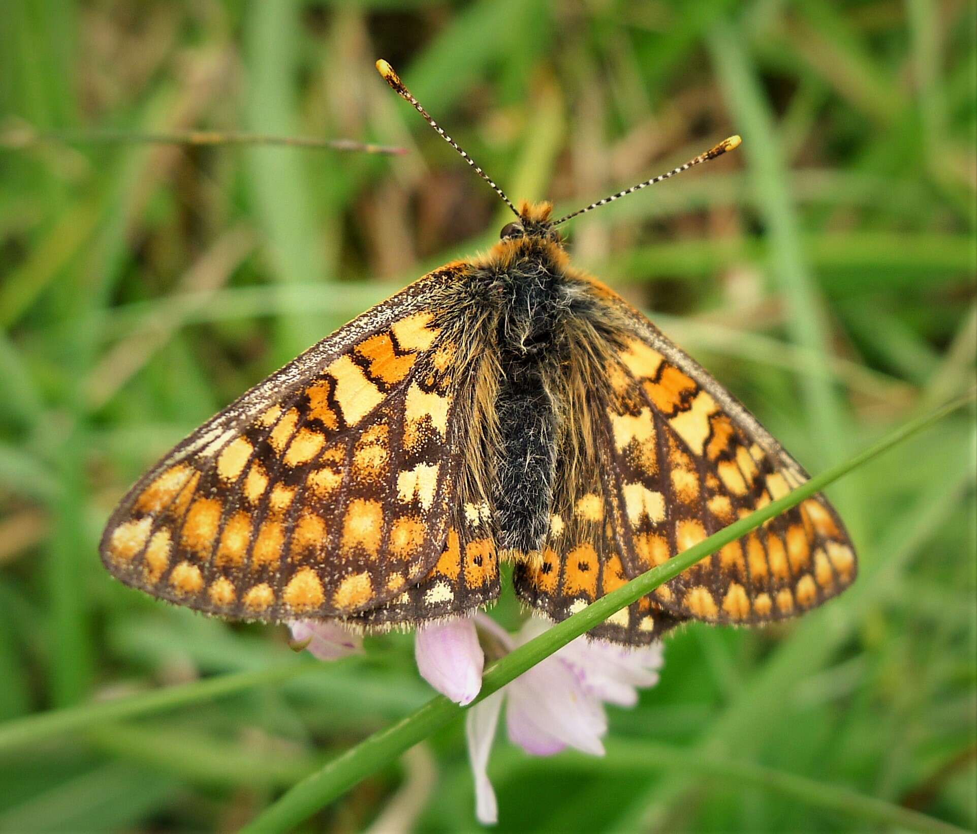 Image of Euphydryas aurinia