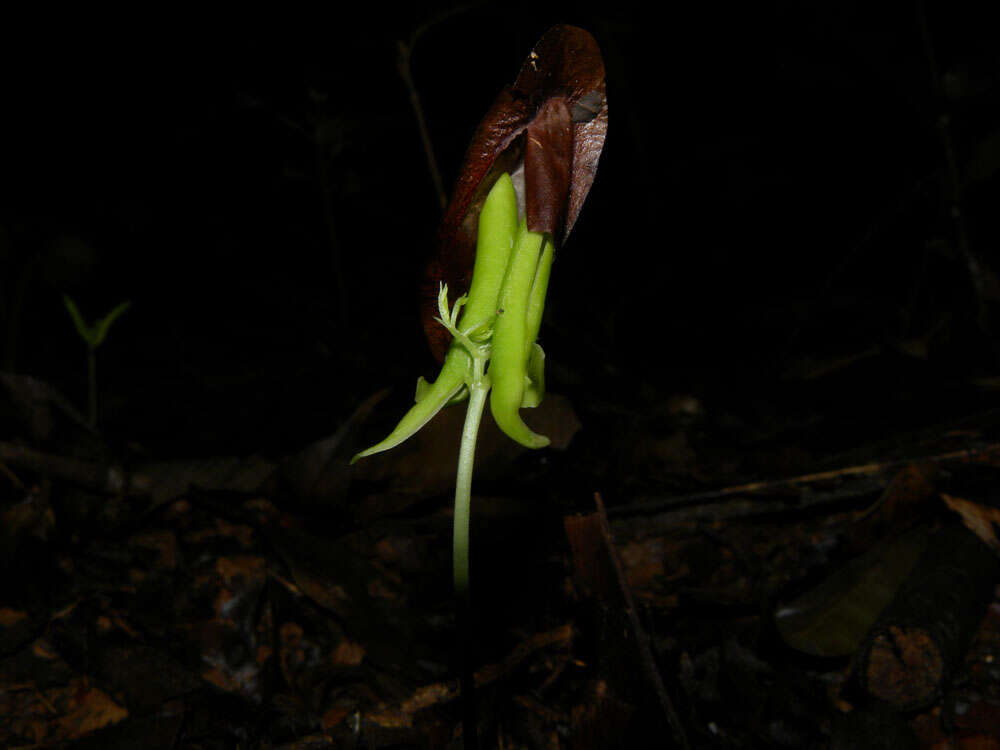 Image de Pseudopiptadenia psilostachya (DC.) G. P. Lewis & M. P. Lima