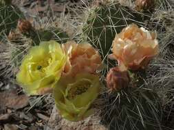 Image of Panhandle Prickly-pear