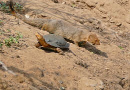 Image of Slender Mongooses