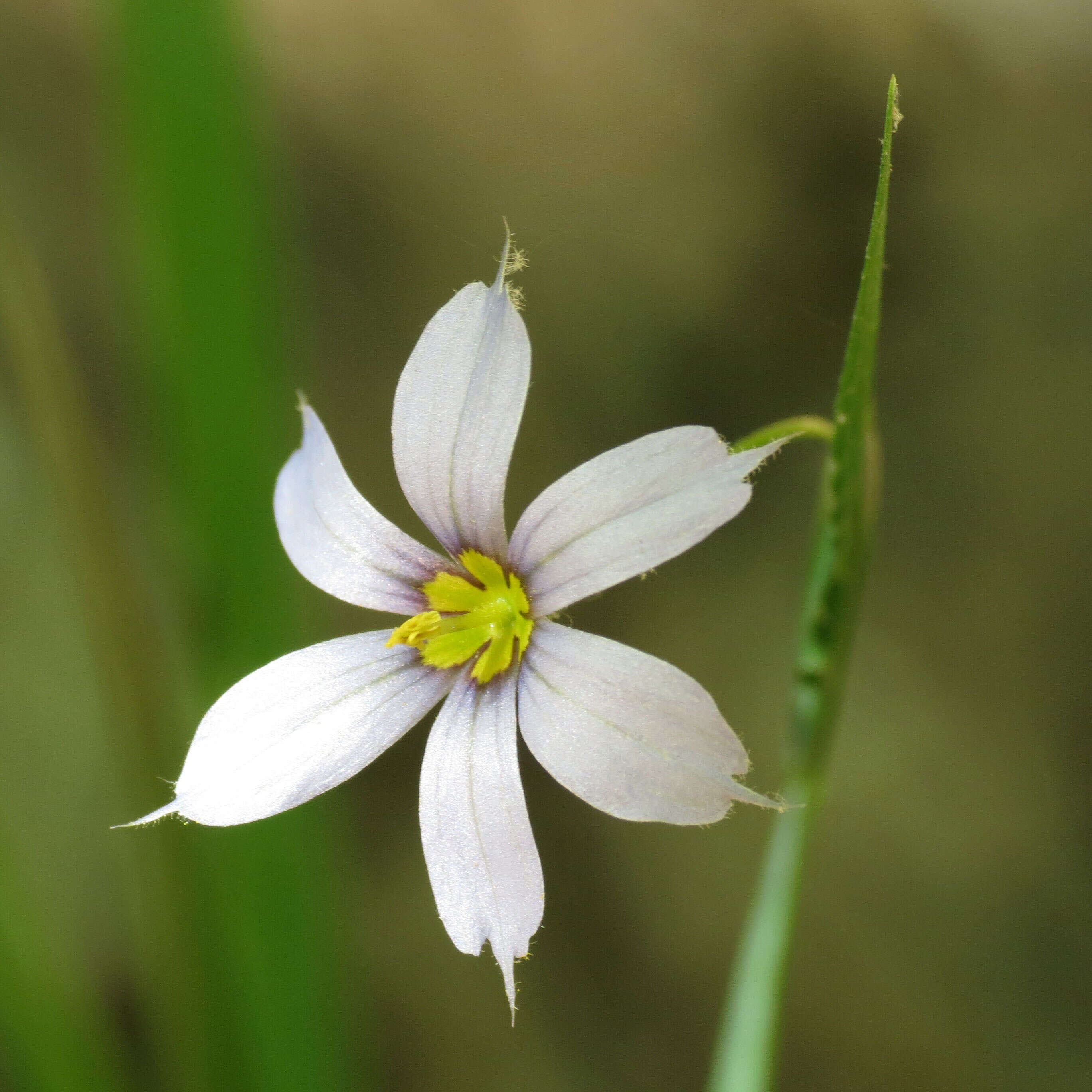 Image of Blue-eyed grass