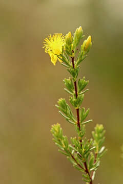 Image of Atlantic St. John's-Wort