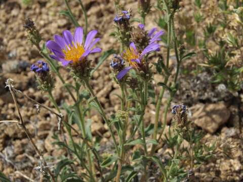 Imagem de Asteraceae