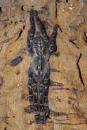 Слика од Poecilotheria rufilata Pocock 1899