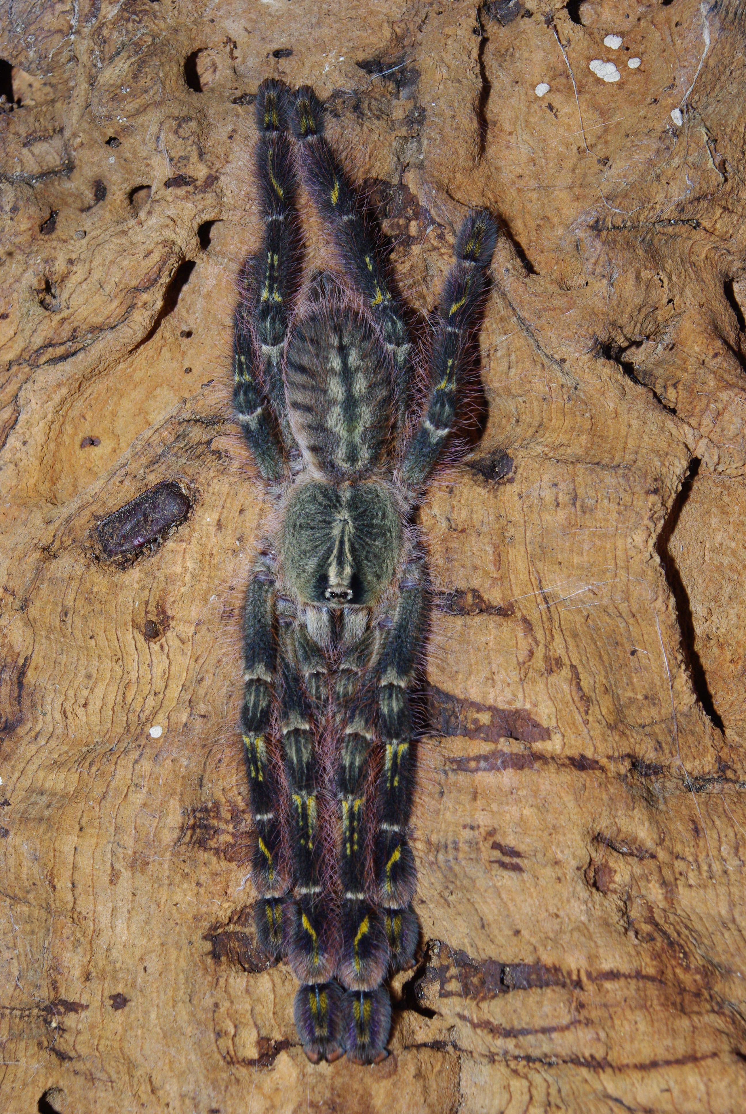 Image de Poecilotheria